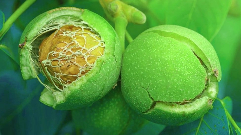تفاوت نهال گدوی پیوندی با نهال گردوی بذری