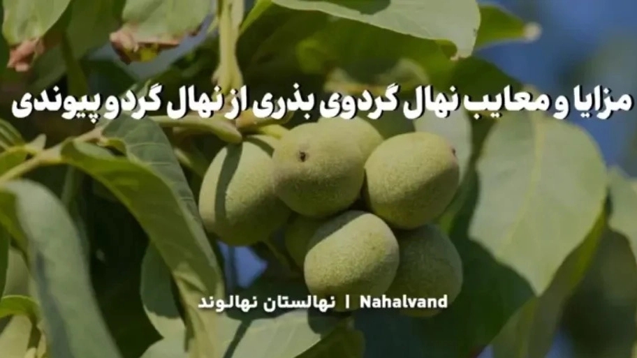 معرفی ، مزایا و معایب درخت گردو پیوندی