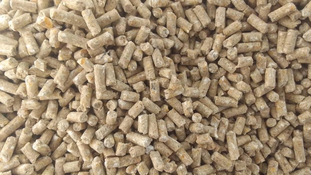 کاربرد سویا در خوراک دام و طیور