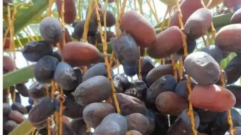 صادرات خرمای درجه یک مضافتی برادران امجزی نژاد در کرمان