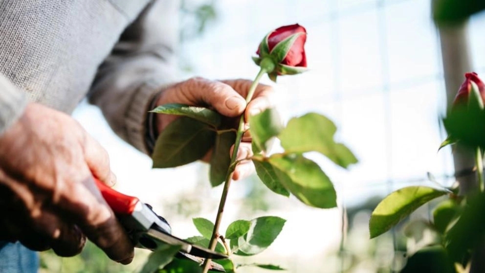 نکاتی در مورد گل رز هلندی