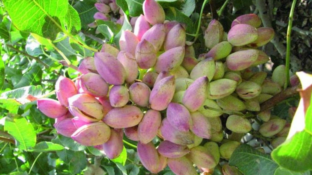 نحوه مراقبت از نهال پسته