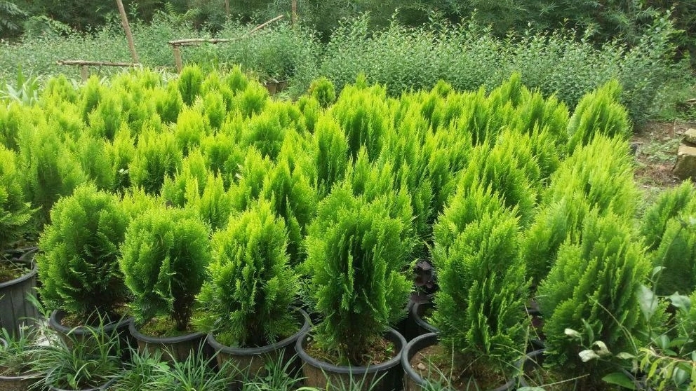 نهال کاج