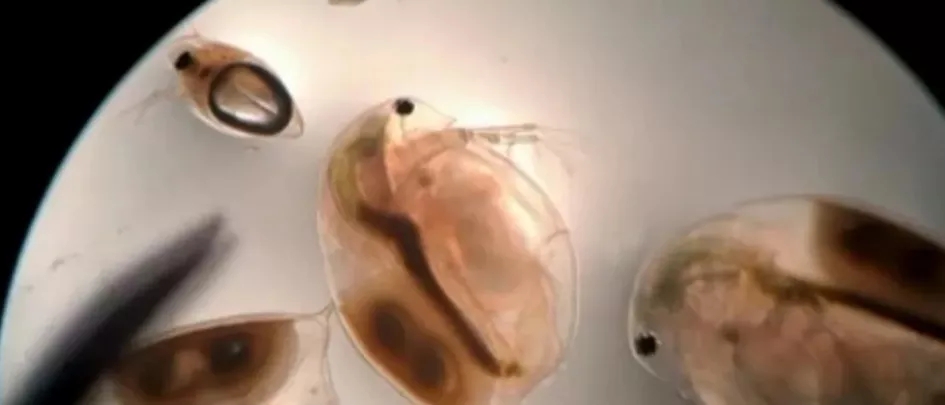 کالچر خالص Moina macrocopa