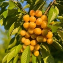 نهال زرین طلا در آذربایجان غربی