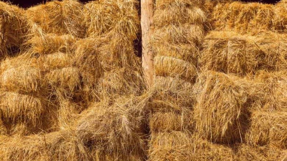 خوراک دام جمالی ، فروش کاه یونجه ذرت در خوزستان لالی