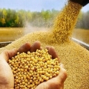 خوراک دام و طیور ولی پور آذربایجان غربی