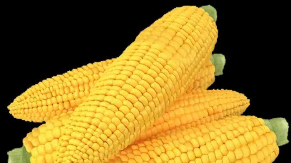 پخش خوراک دام و طیور ولی پور