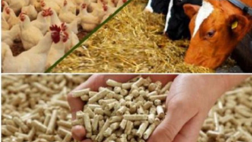 انواع خوراک های علوفه ای و مواد کنسانتره دام