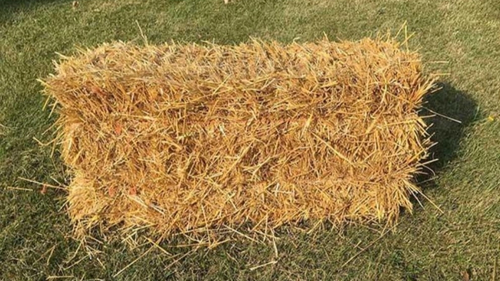 خواص کاه گندم برای دام