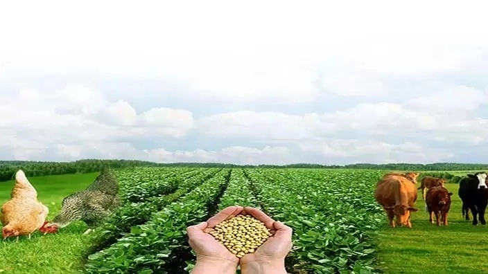 فروش نهاده دامی شجاعی ،خرید و فروش پنجه پرس و کاه گندم گونی شده در همدان