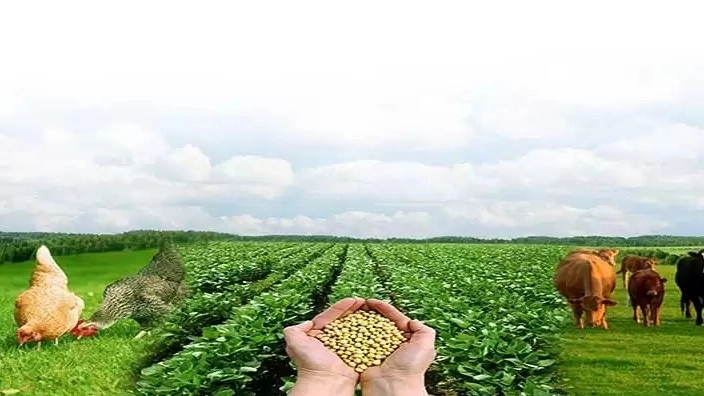 فروش و ارسال انواع نهاده دامی با بسته بندی معراج شجاعی