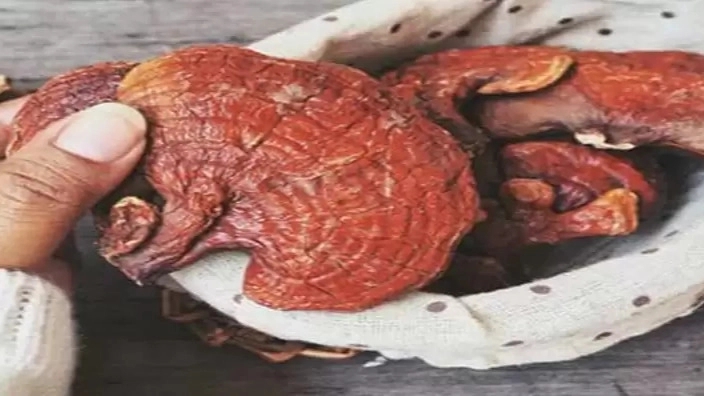 گانودرما نورمحمدیان ، تولید و پخش قارچ خالص گانودرما در کرمان