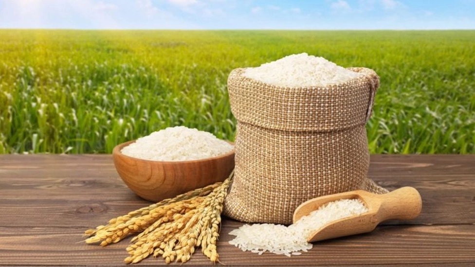 برنج عفتی، فروش برنج هاشمی طارم در مازندران