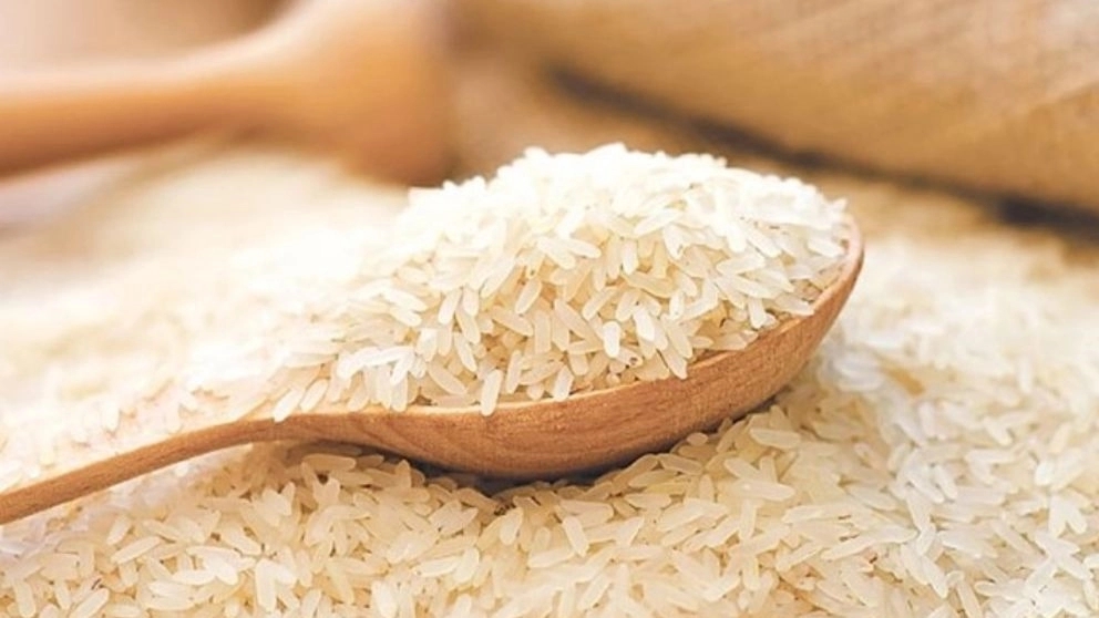 برنج شمال فروش برنج هاشمی طارم در قائمشهر