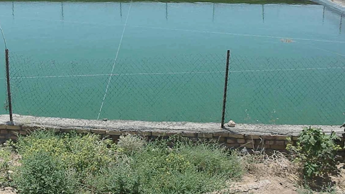 پرورش ماهیان گرمابی