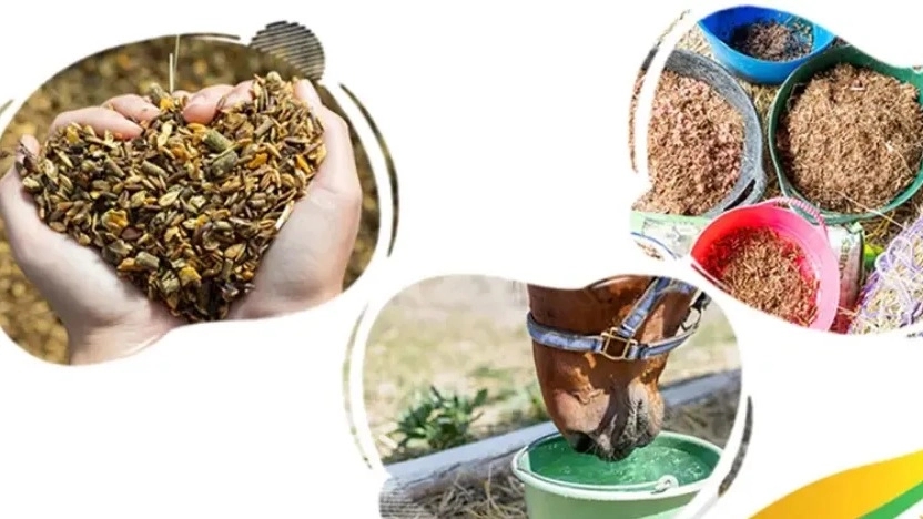 بهترین جیره غذایی اسب