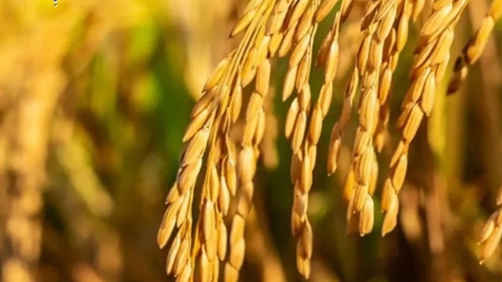 برنج هاشمی و ویژگی های آن