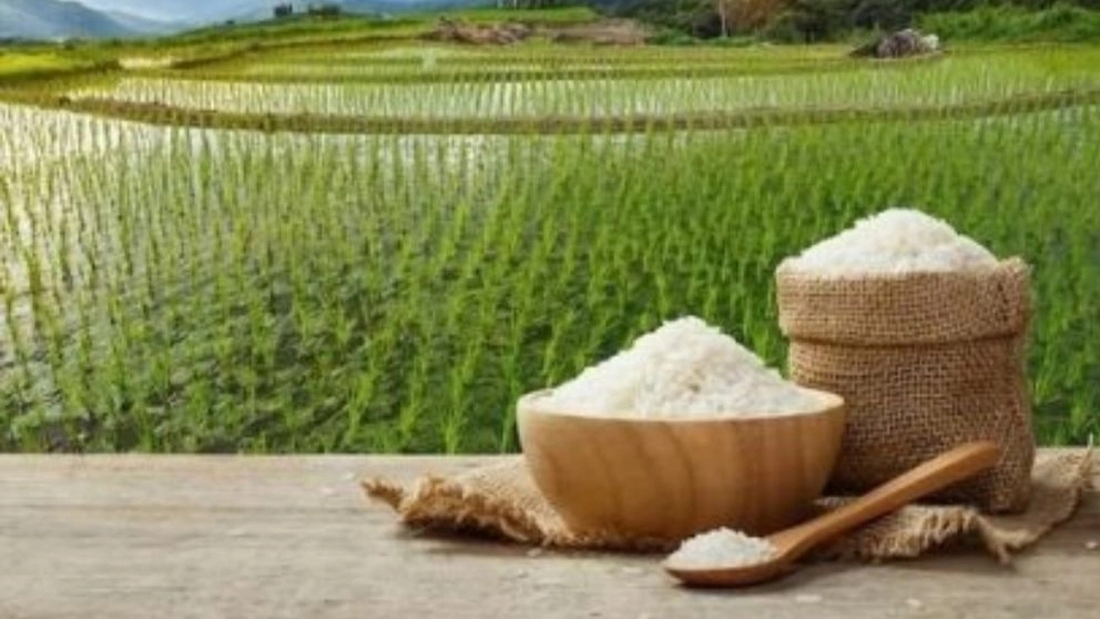 برنج هاشمی چیست؟