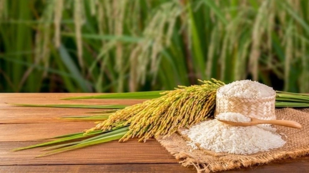 برنج هاشمی چیست؟