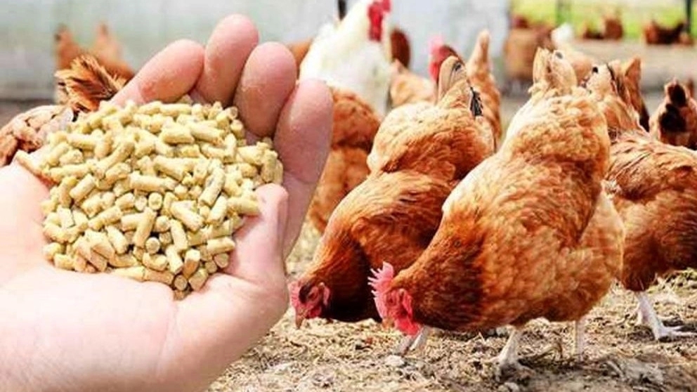 شرکت تعاونی ،تولیدکنندگان خوراک دام و طیور در کرمان