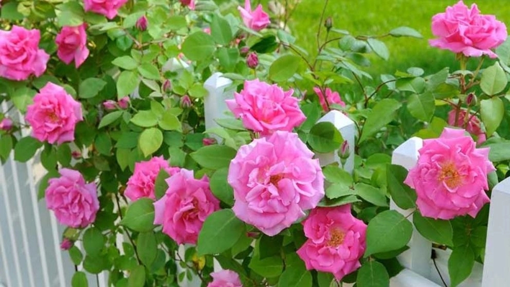 روش نگهداری گل رز