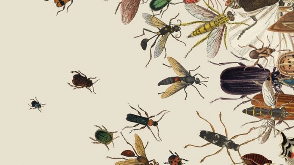 مبارزه با حشرات موذی