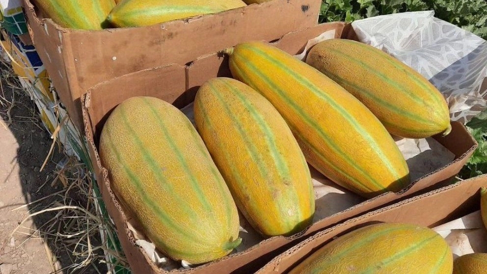 تره بار فریبرز، فروش و بسته بندی میوه و تره بار در رودان