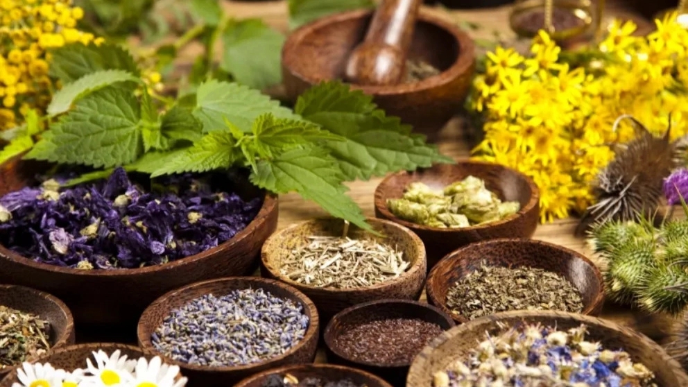 آشنایی با بهترین گیاهان دارویی