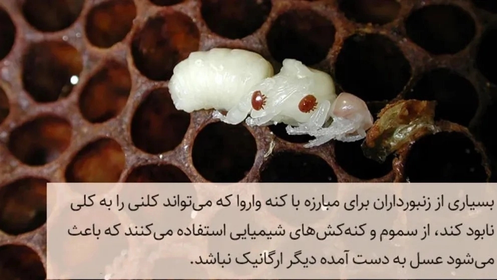 راهنمای خرید عسل ارگانیک