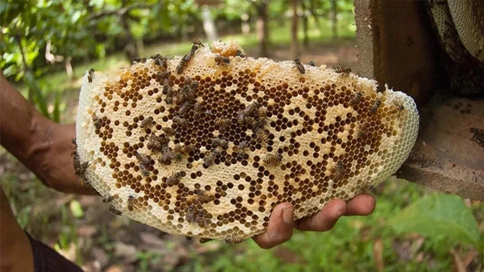 راهنمای خرید عسل ارگانیک