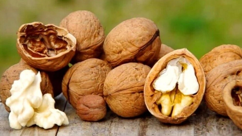 خواص گردو چیست؟