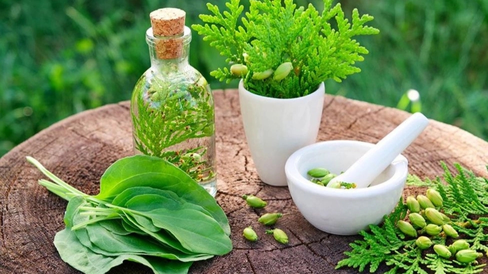 فواید مصرف گیاهان دارویی