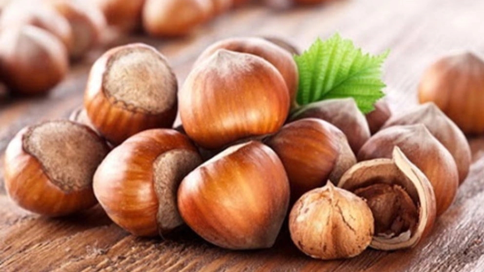 خرید و فروش فندق در گیلان