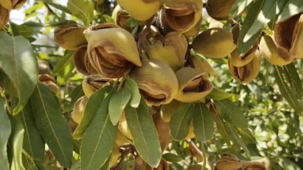 خرید انواع نهال در دماوند و میاندوآب