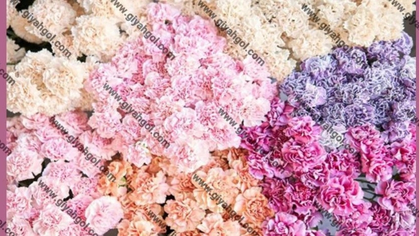 فروش عمده و صادرات گل میخک مینیاتوری