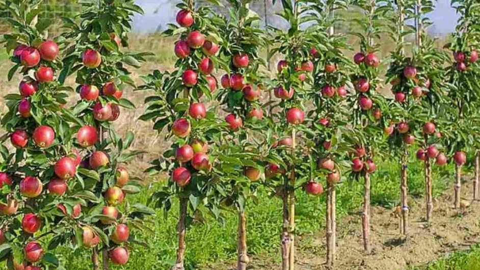 نهالستان طبیعت سبز، تولید نهال گردو و میوه در کرج