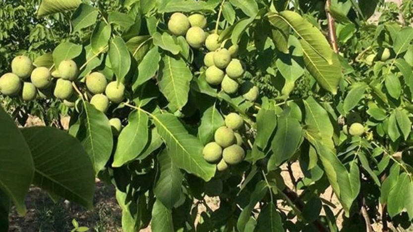 فروش نهال گردو در کرج
