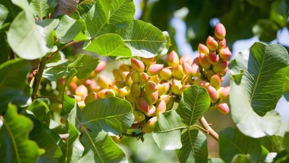 شیراز نهال، نهال میوه در مناطق سردسیری