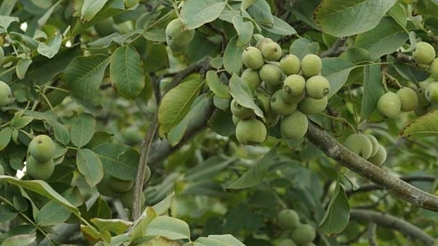 شیراز نهال، نهال میوه در مناطق سردسیری