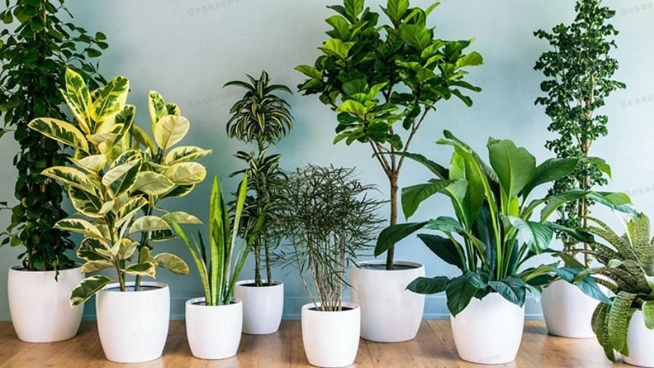 گل های آپارتمانی در گلخانه اکسیژن