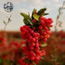 نگین سرخ، فروش زعفران و زرشک در قائنات خراسان جنوبی