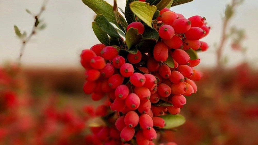نگین سرخ، فروش زعفران و زرشک در قائنات خراسان جنوبی