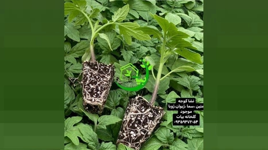 پرورش گوجه فرنگی در شیراز