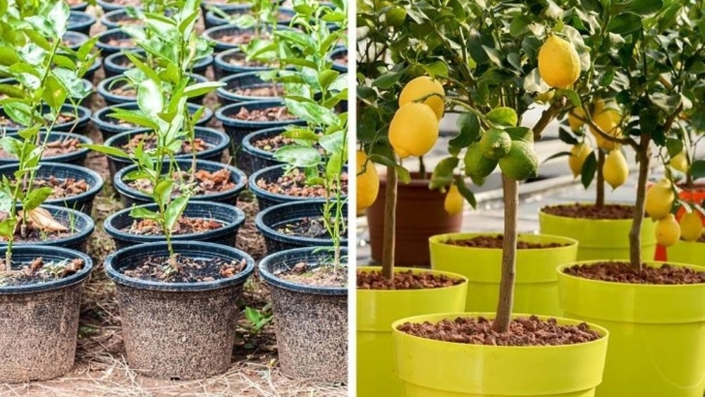 فروش نهال مثمر و غیر مثمر در نقده آذربایجان غربی