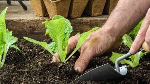 نهالستان گنجینه حسن زاده در میاندوآب