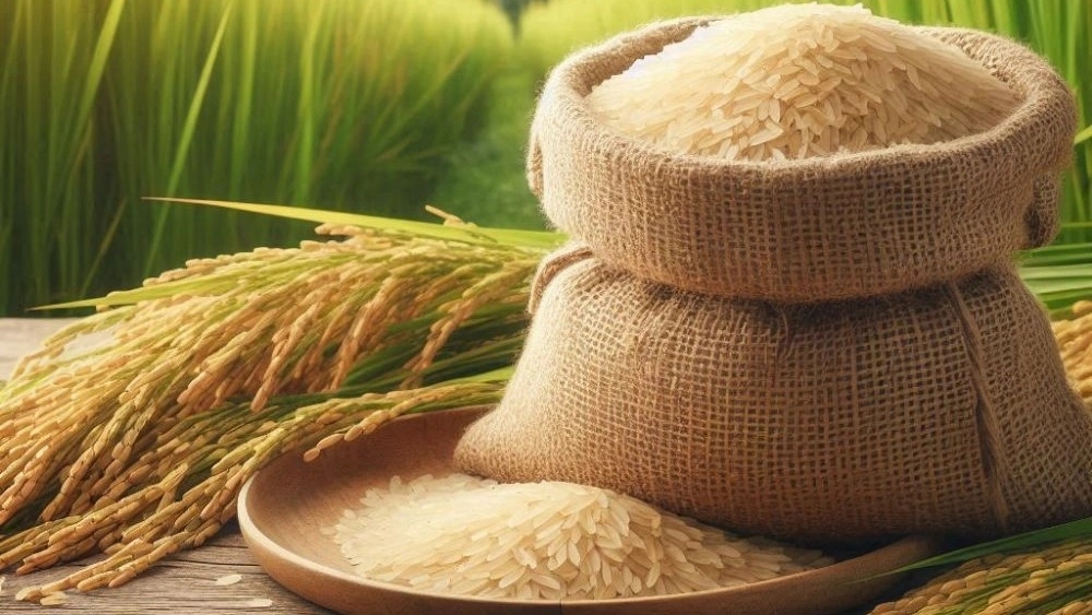 تفاوت برنج کشت اول با سایر انواع برنج؛ بررسی کیفیت برنج طارم و هاشمی ارگانیک مارکت