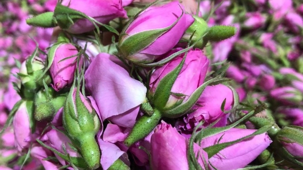 فروش ویژه غنچه گل محمدی