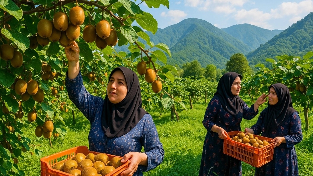 صادرات کیوی در تالش گیلان
