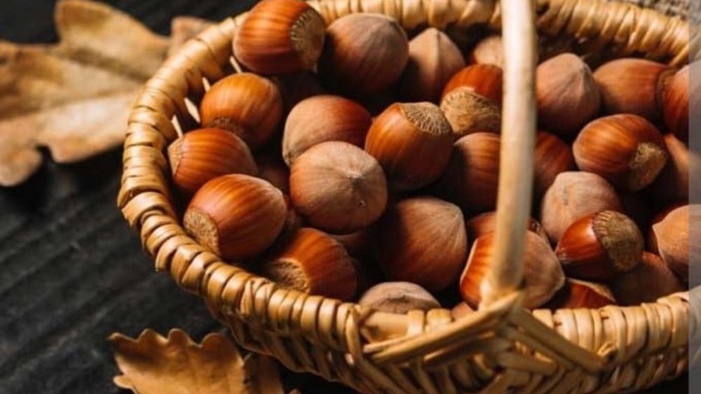 خرید فندق درجه یک گیلان
